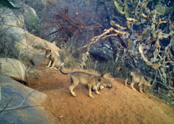 ಕೊಪ್ಪಳ ಸಮೀಪ ಬಂಕಾಪುರ ಧಾಮದಲ್ಲಿ 5 ಮರಿಗಳಿಗೆ ಜನ್ಮ ನೀಡಿದ ಮತ್ತೊಂದು ತೋಳ